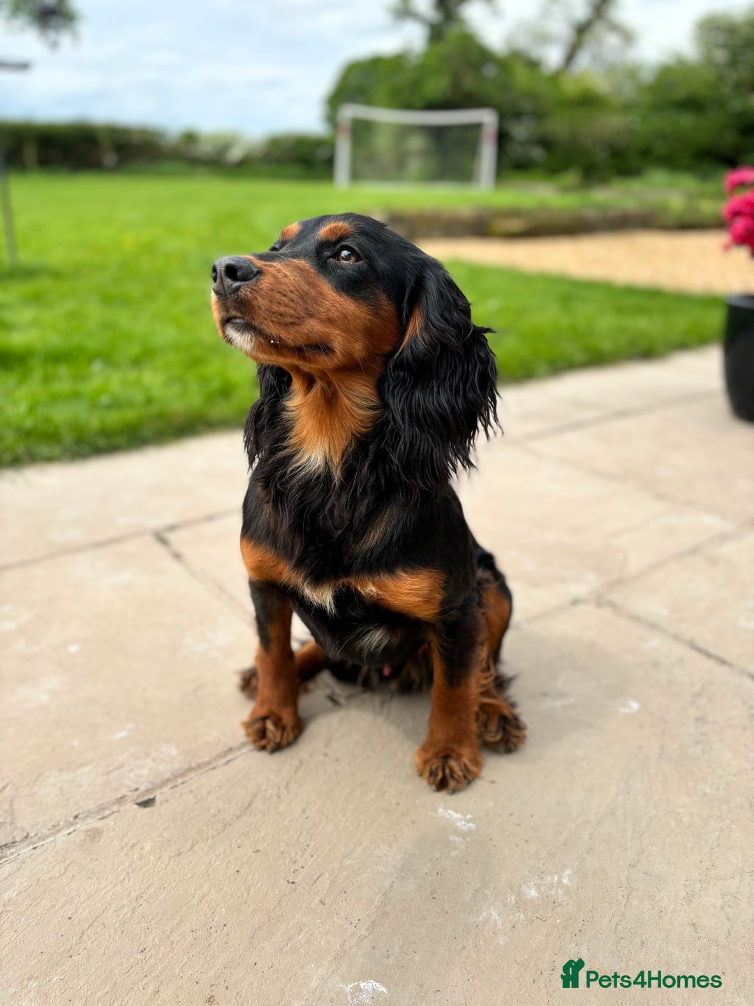 Cocker Spaniel dogs for stud: KC registered Champion bred working cocker  in Middlewich - Image 10