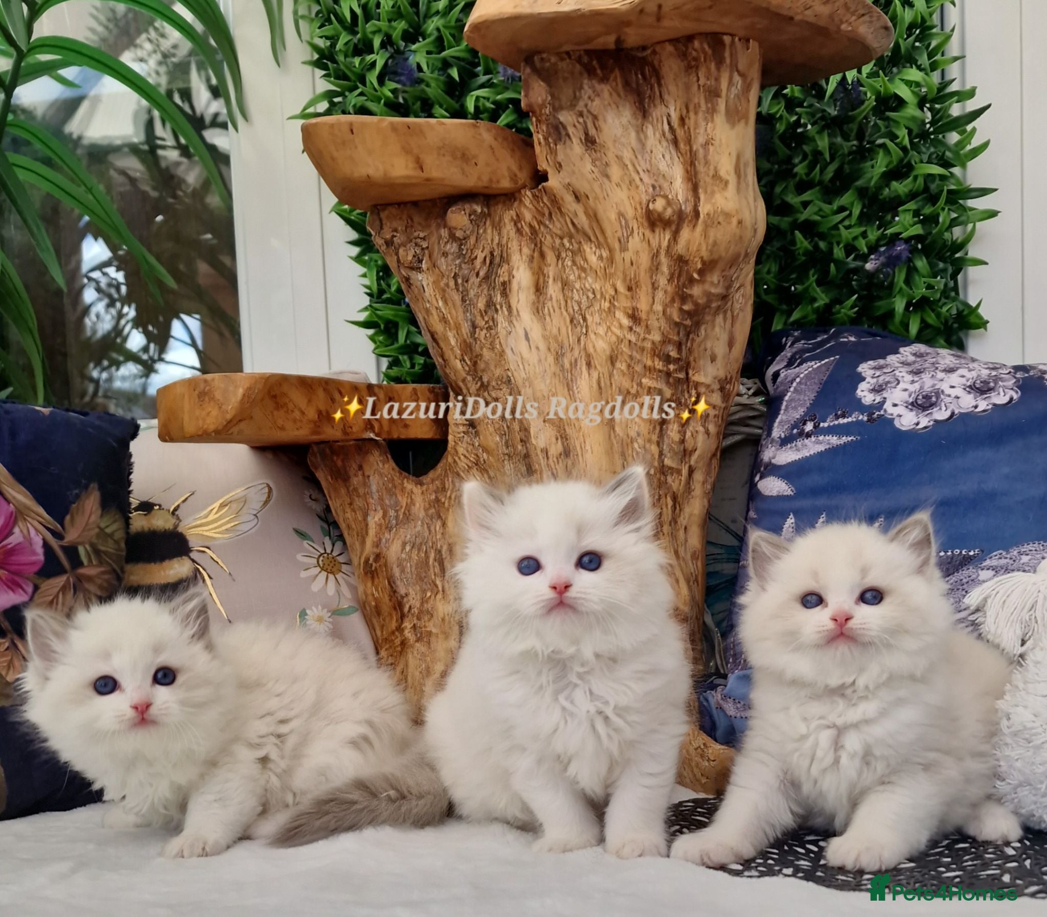 Ragdoll cats 💙🏆TICA 3 boys from🥇🏆Best Blue Ragdoll 2025 - Advert 4