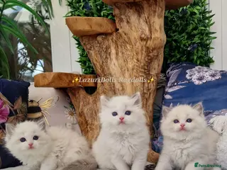 Ragdoll cats 💙🏆TICA 3 boys from🥇🏆Best Blue Ragdoll 2025 - Advert 6