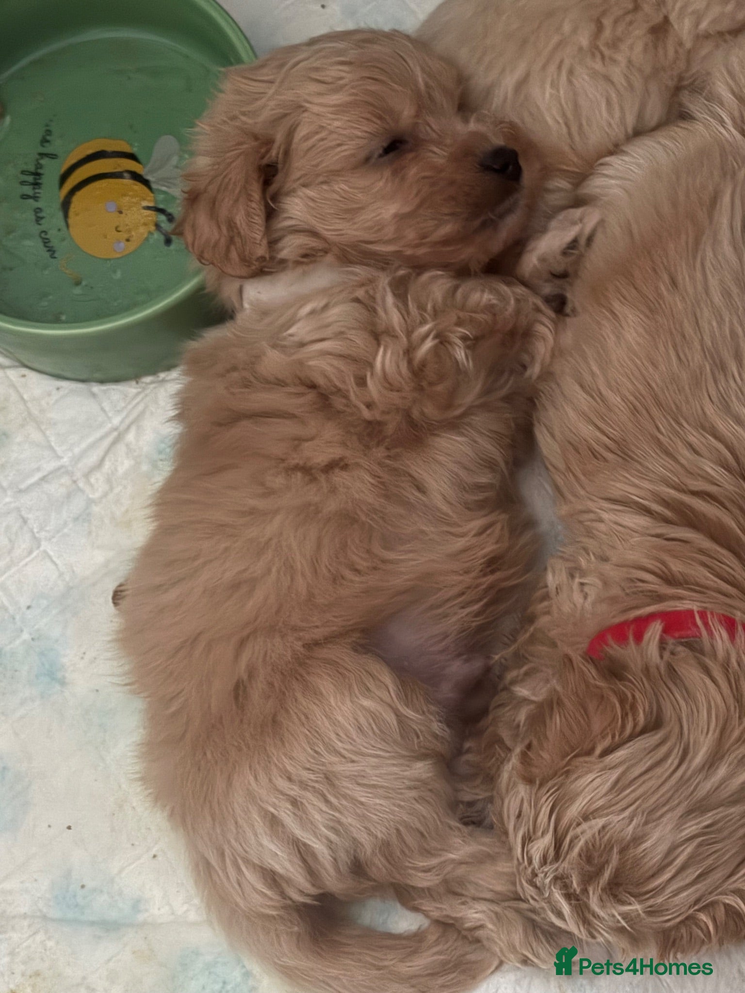 Maltipoo dogs Beautiful Maltipoo puppy’s  - Advert 2