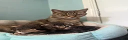 Mixed Breed cats for sale: 3 x Mixed Tabby Male Kittens Edinburgh in Dalkeith - Advert 9