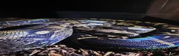 Boa Snake reptiles for sale: 2x boas and carpet python  - Advert 4