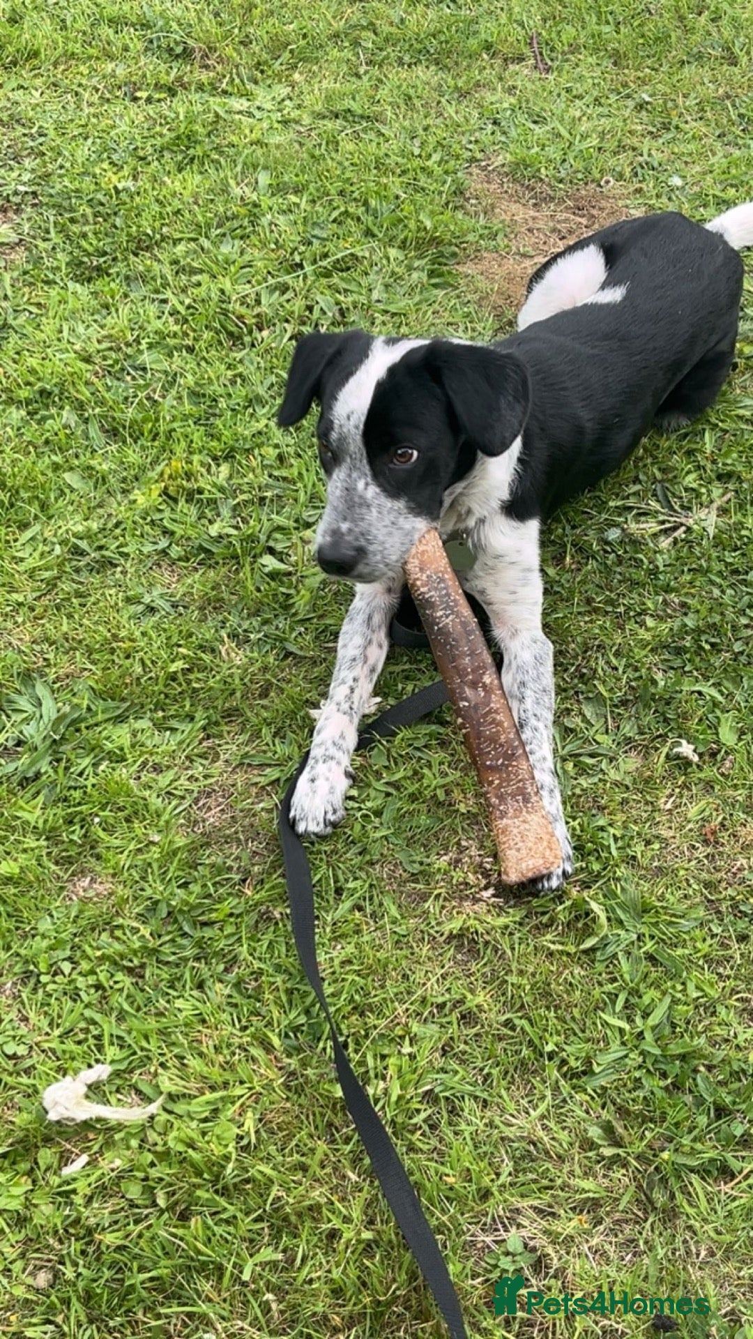Mixed Breed dogs 11 month old border collie cross - Advert 1