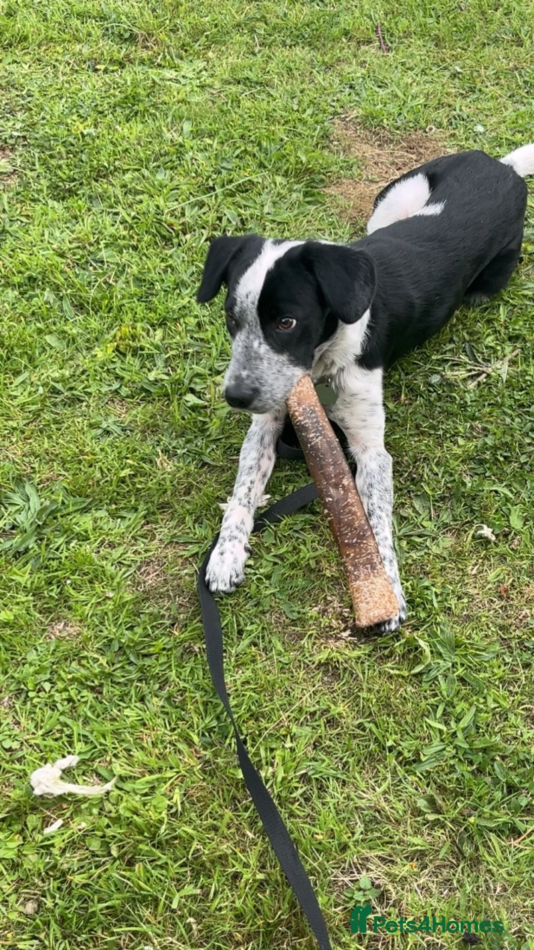 Mixed Breed dogs for sale: 11 month old border collie cross in Scunthorpe - Advert 1