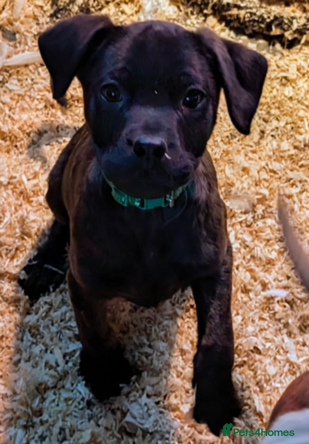 Mixed Breed dogs for sale: F1 MASTADOR PUPPIES  - Advert 2