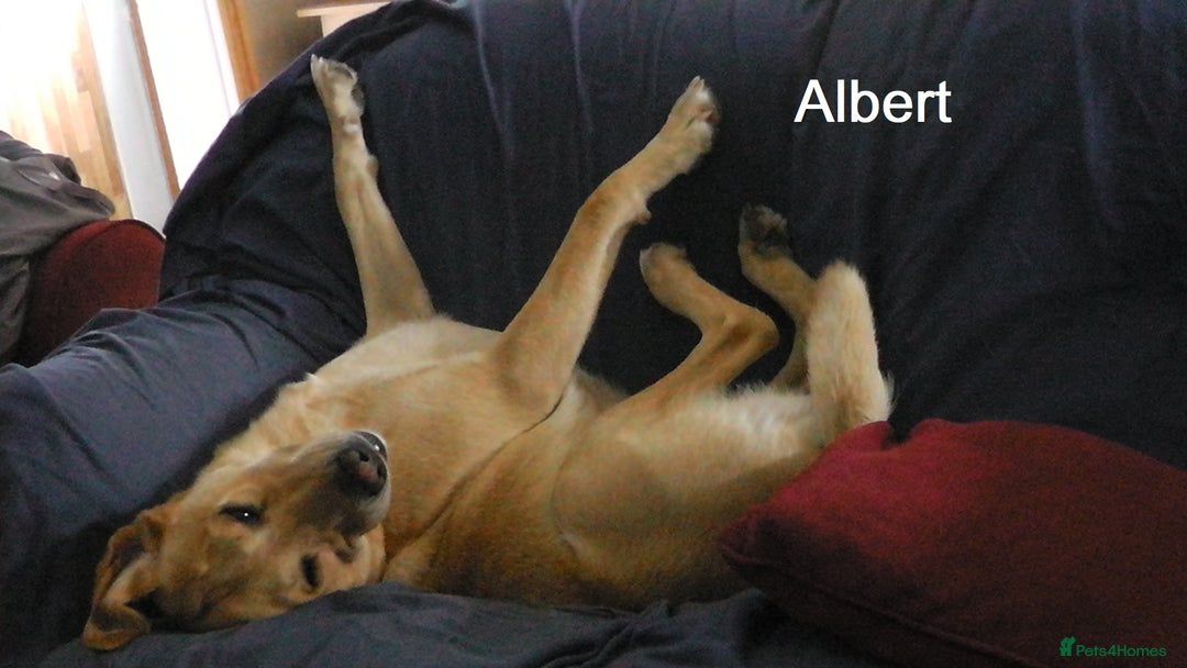 Labrador Retriever dogs for sale: Labrador Retriever - Albert - Advert 5