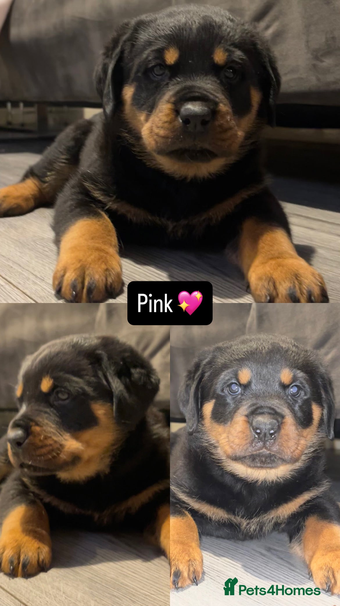 Rottweiler dogs LAST FEMALE ROTTWEILER PUPPY - Advert 11