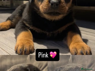 Rottweiler dogs LAST FEMALE ROTTWEILER PUPPY - Advert 11