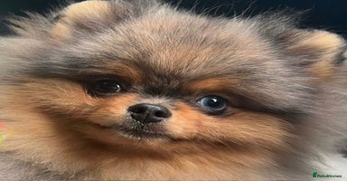 Pomeranian dogs in Hartlepool - Advert 5