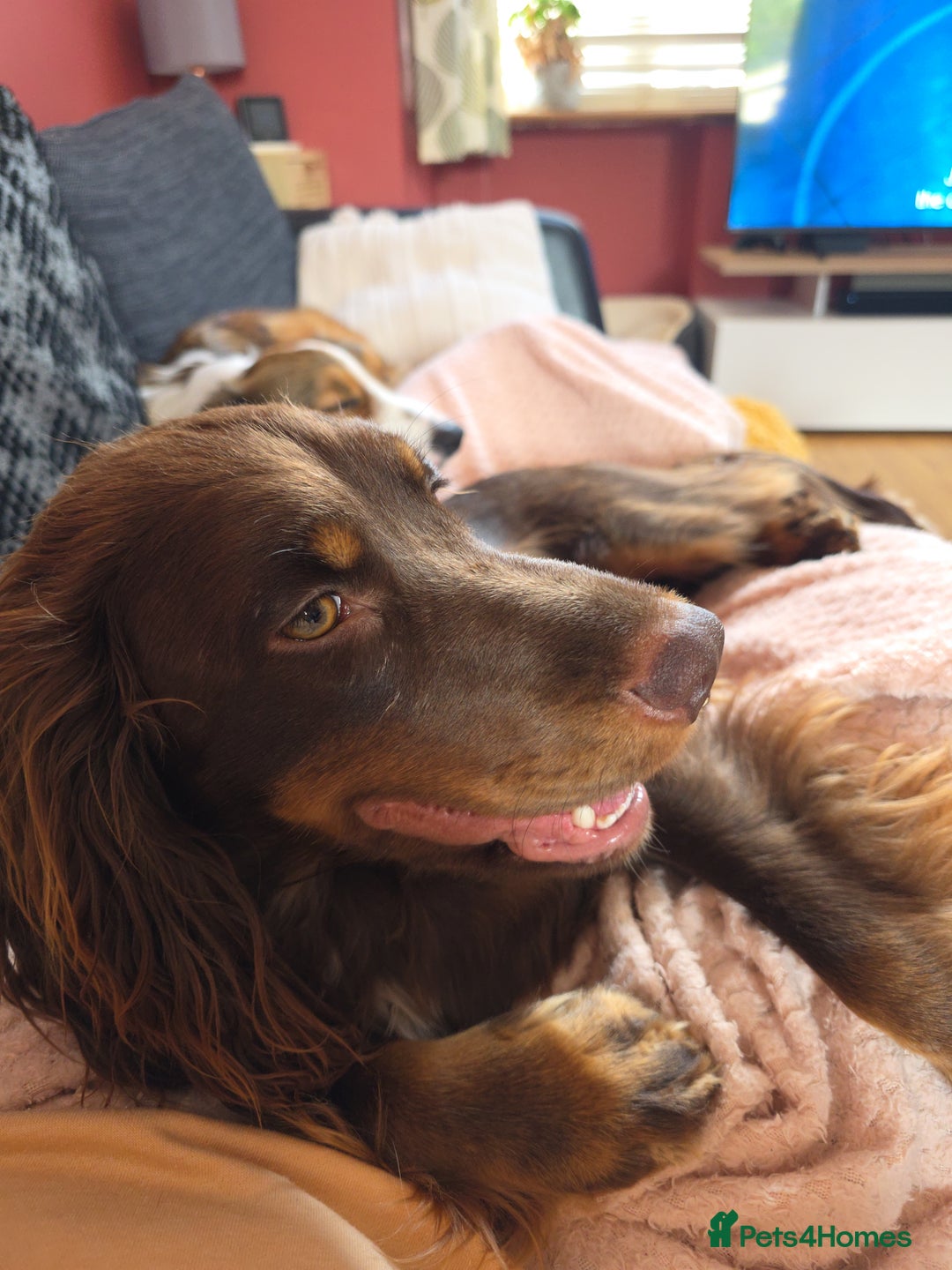 Cocker Spaniel dogs for sale: Riley- chocolate cocker spaniel - Image 5