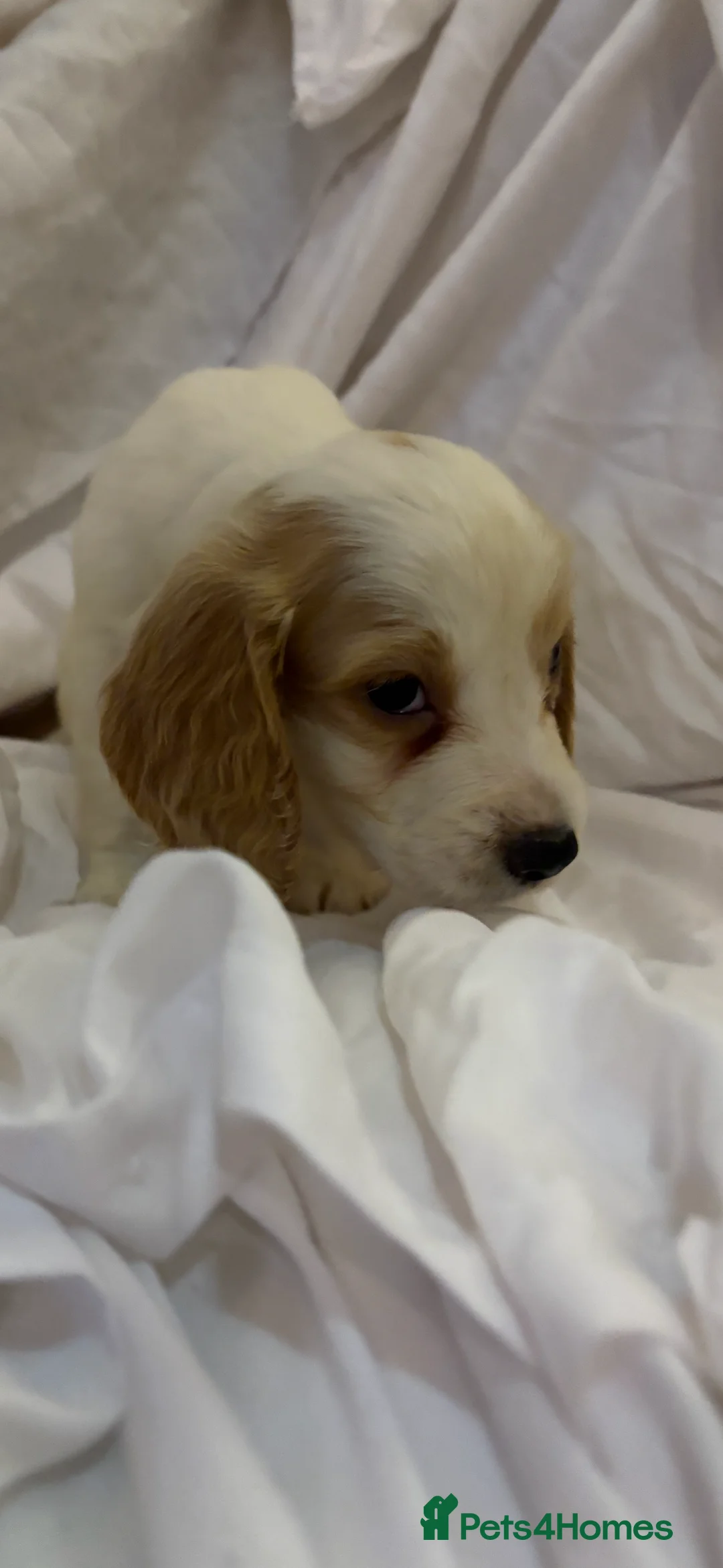 Cocker Spaniel dogs for sale: Beautiful cocker spaniels puppies 🐶 - Advert 2