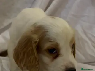 Cocker Spaniel dogs Beautiful cocker spaniels puppies 🐶 - Advert 1