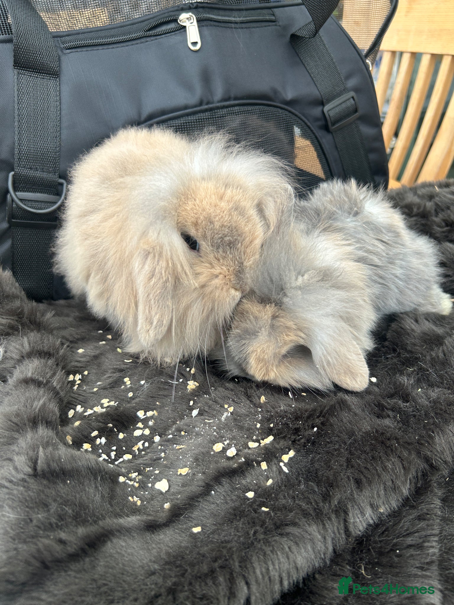 Mini Lop rabbits mini lops looking for their forever home  - Advert 2