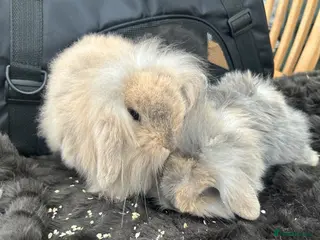Mini Lop rabbits mini lops looking for their forever home - Advert 2