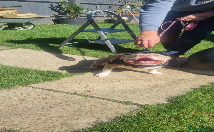 American Bully dogs in Milton Keynes - Advert 12