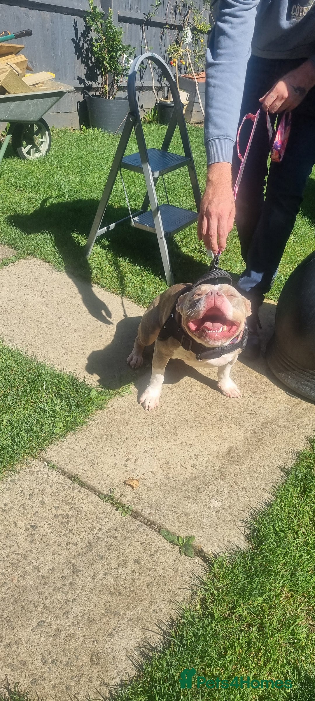 American Bully dogs for sale: Pocket bully female in Milton Keynes - Image 1
