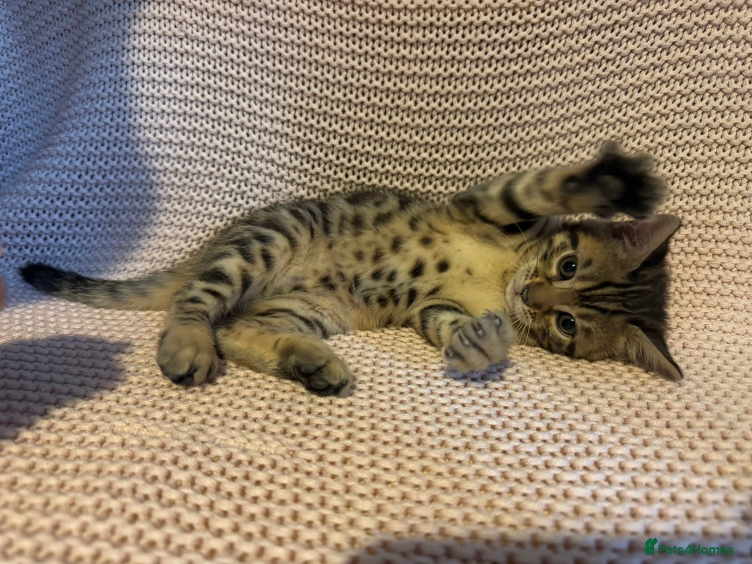 Bengal cats for sale: Bengal x Maine Coon Cross - Advert 14