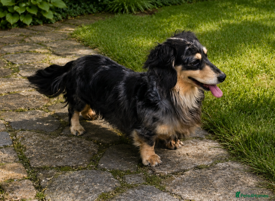Miniature Dachshund dogs Silver Dapple long hair stud boy  - Advert 1