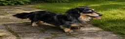 Miniature Dachshund dogs for stud: Silver Dapple long hair stud boy  - Advert 1