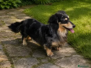 Miniature Dachshund dogs Silver Dapple long hair stud boy - Advert 1