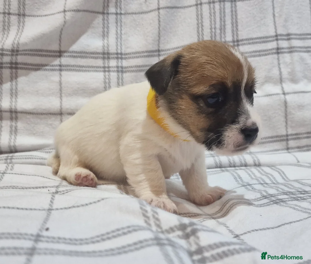 Jack Russell dogs for sale: Stunning Jack Russells, DNA health tested parents - Advert 26