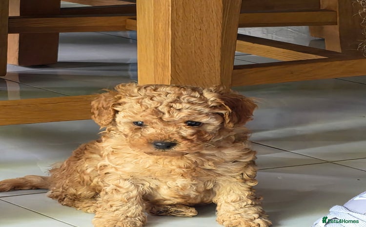 Toy Poodle dogs - Advert 9