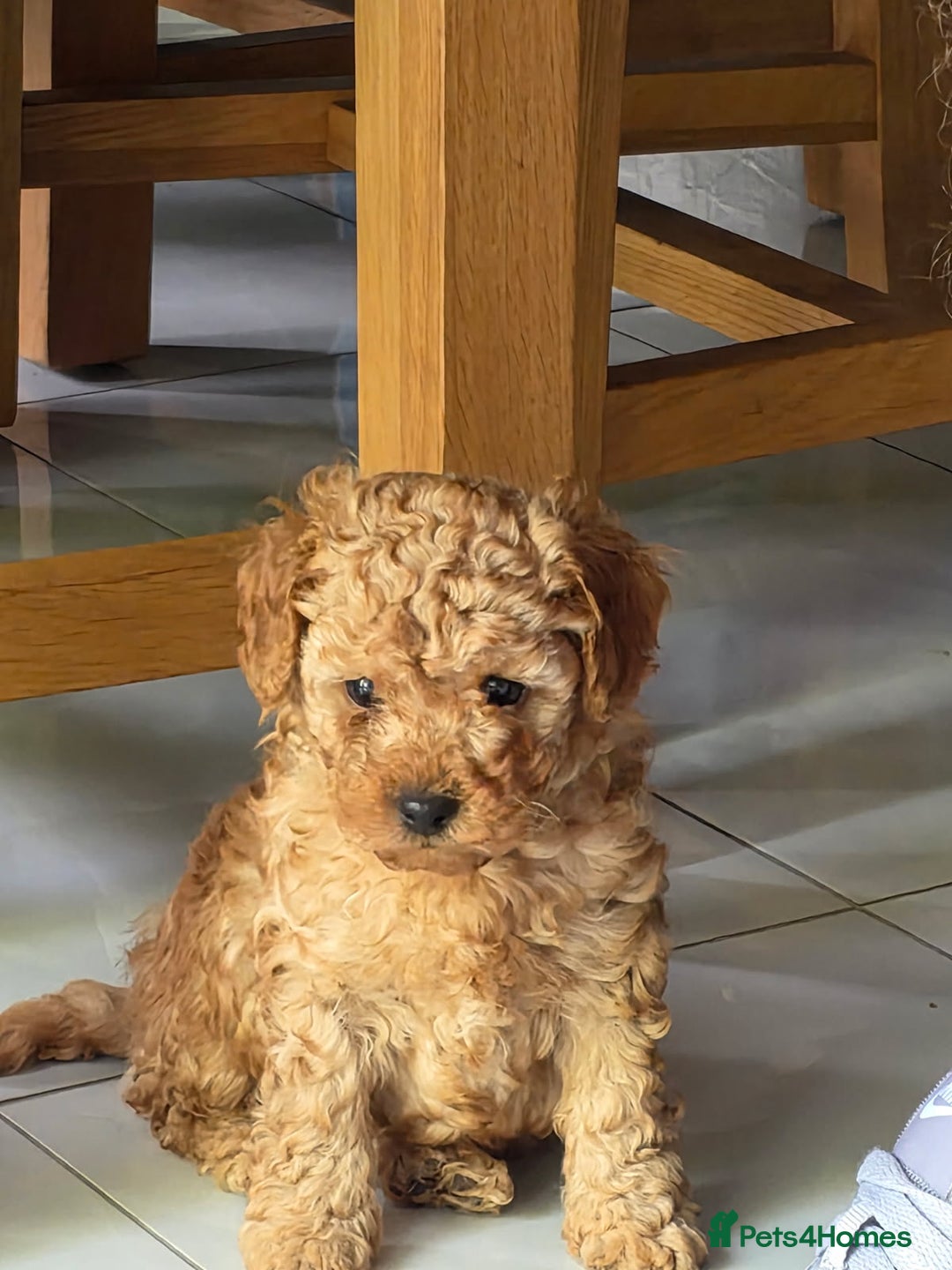 Toy Poodle dogs for sale: Pedigree toy poodles - Image 5