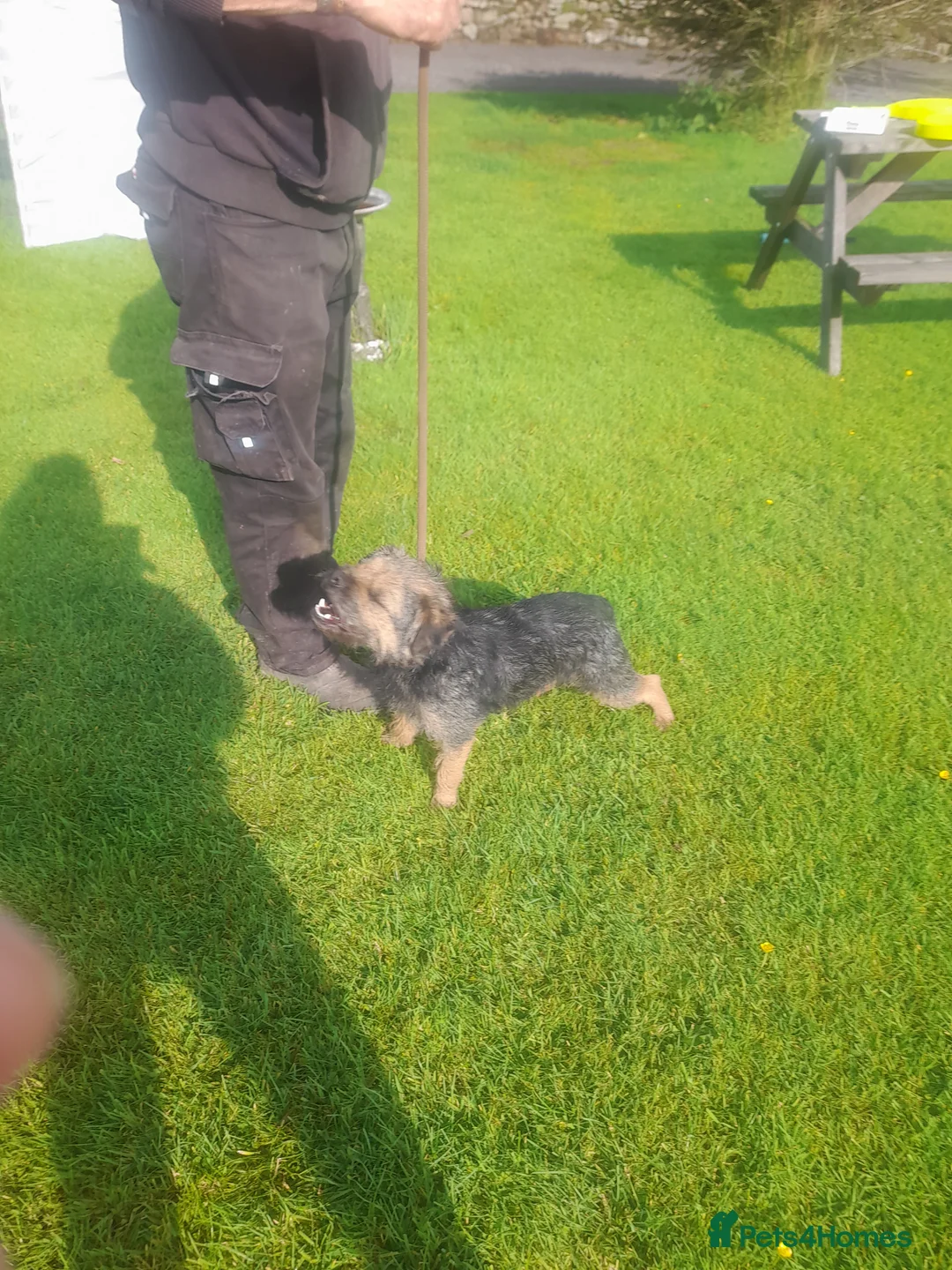 Border Terrier dogs for stud: At stud ,blue and tan border terrier  in Lockerbie - Advert 4