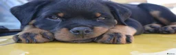 Rottweiler dogs for sale: Champion-Bred Rottweiler Puppies for Loving Homes - Advert 23