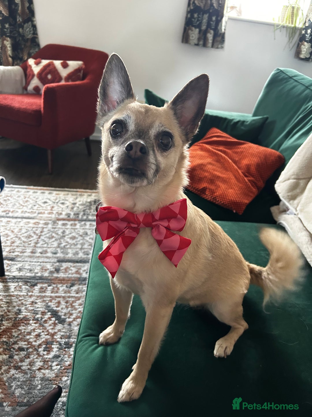 Mixed Breed dogs for sale: Pudge - 10 year old Chug for rehoming - Image 2