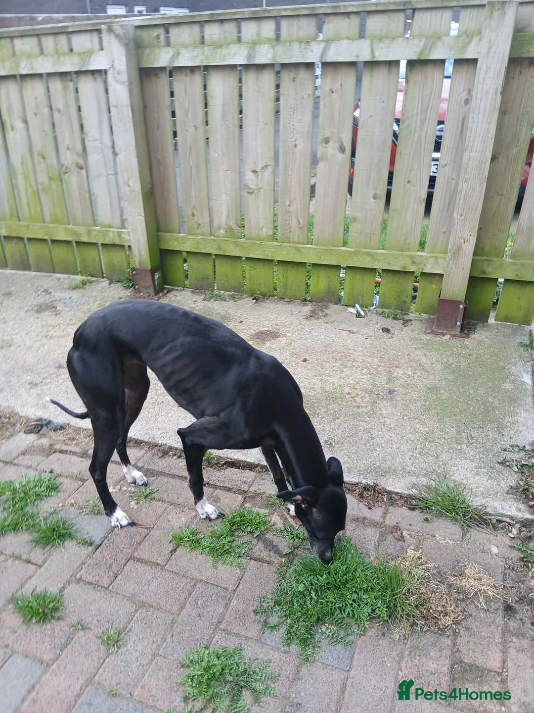 Lurcher dogs for sale: Female lurched  - Advert 2