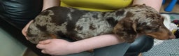 Miniature Dachshund dogs for stud: Chocolate tweed dapple mini daxy VERY EXPERIENCED in Bolton - Advert 6