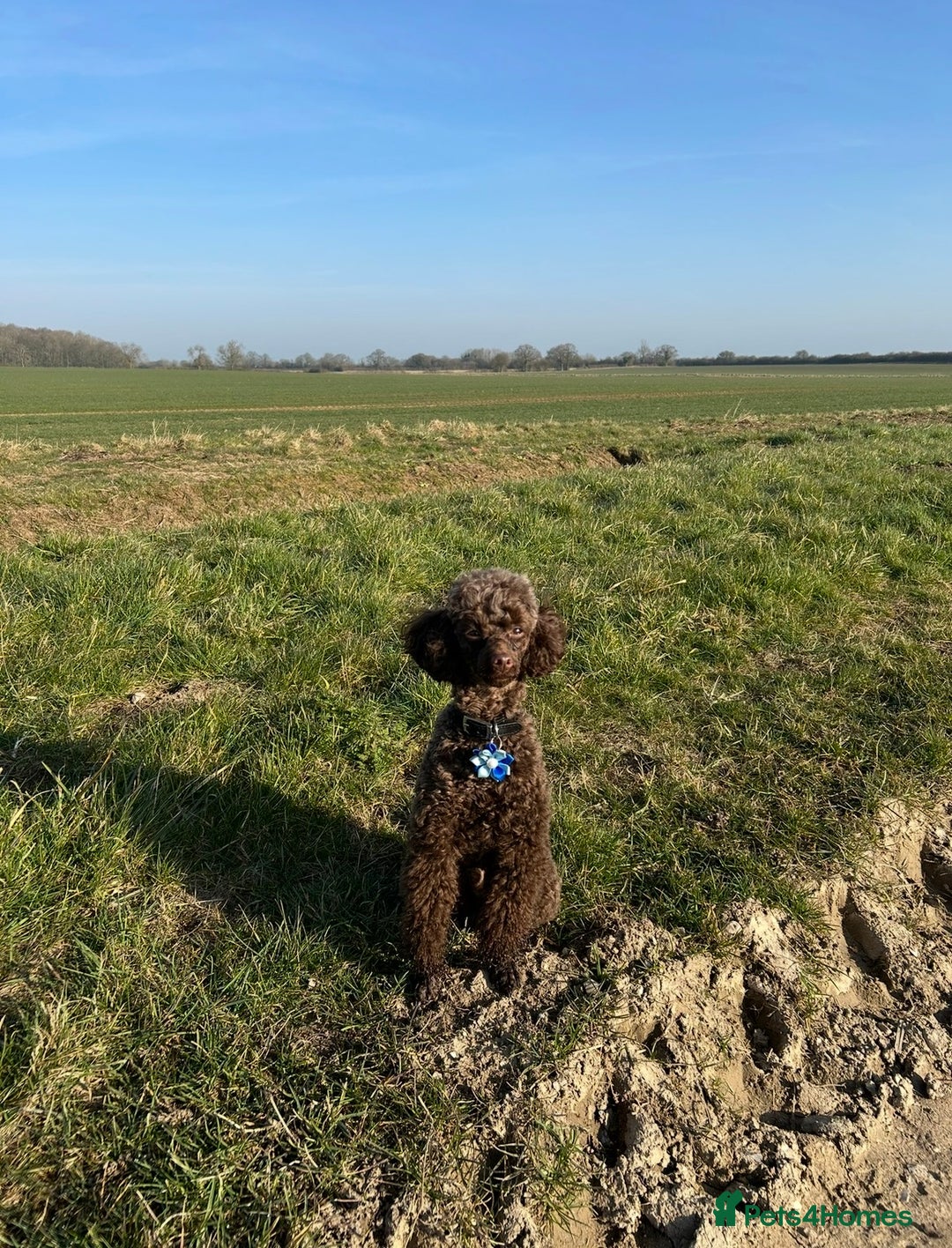 Toy Poodle dogs for stud: Pedro (Choccywoky do dah) - Advert 2