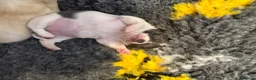 Chihuahua dogs for sale: Smooth coat chihuahua puppies  - Advert 18