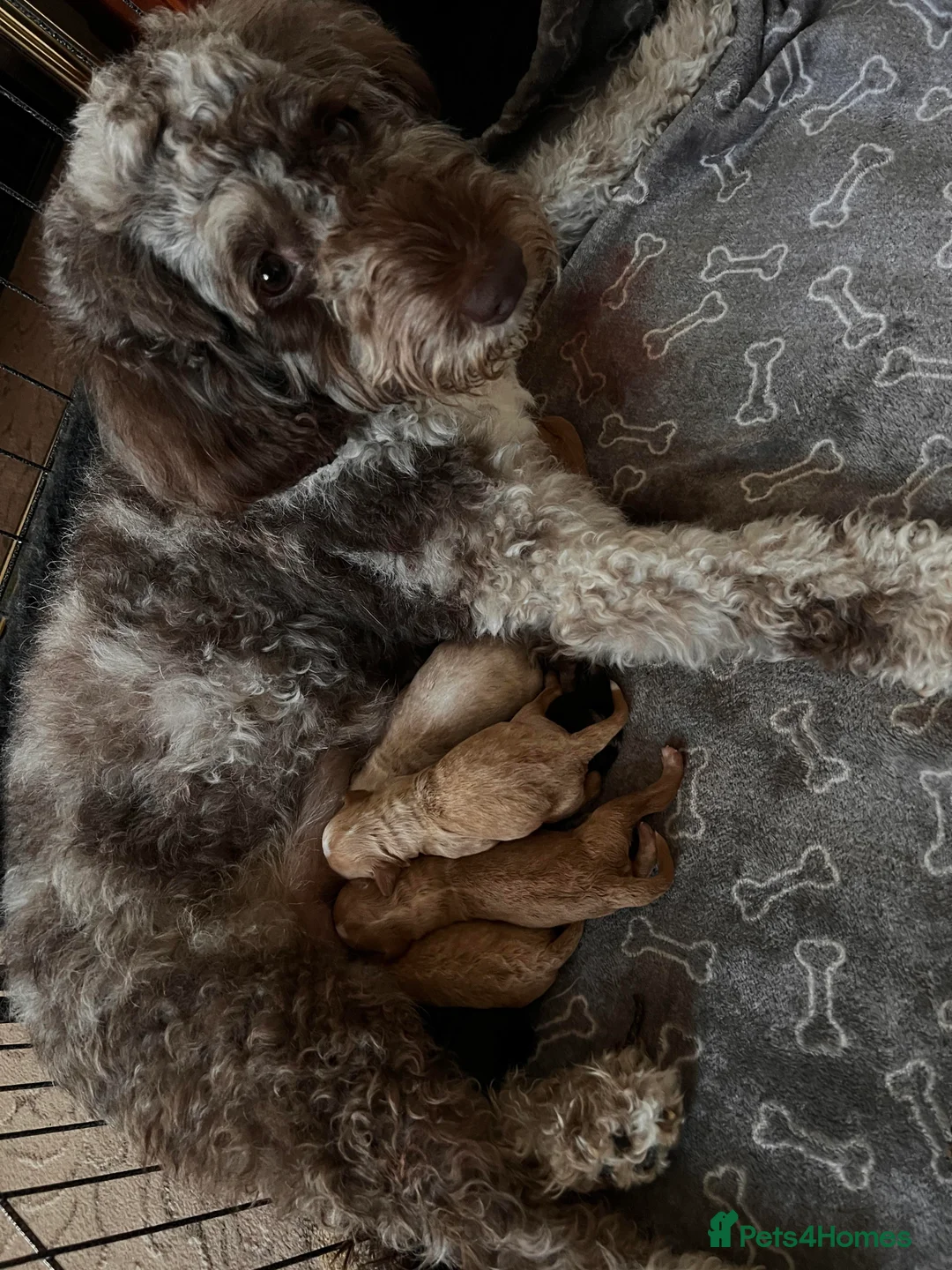 Miniature Poodle dogs for stud: Stunning Red Poodle for Stud in Motherwell - Advert 7