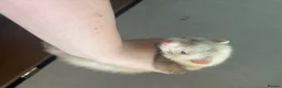 Ferret rodents for sale: One Jill panda left  - Advert 4