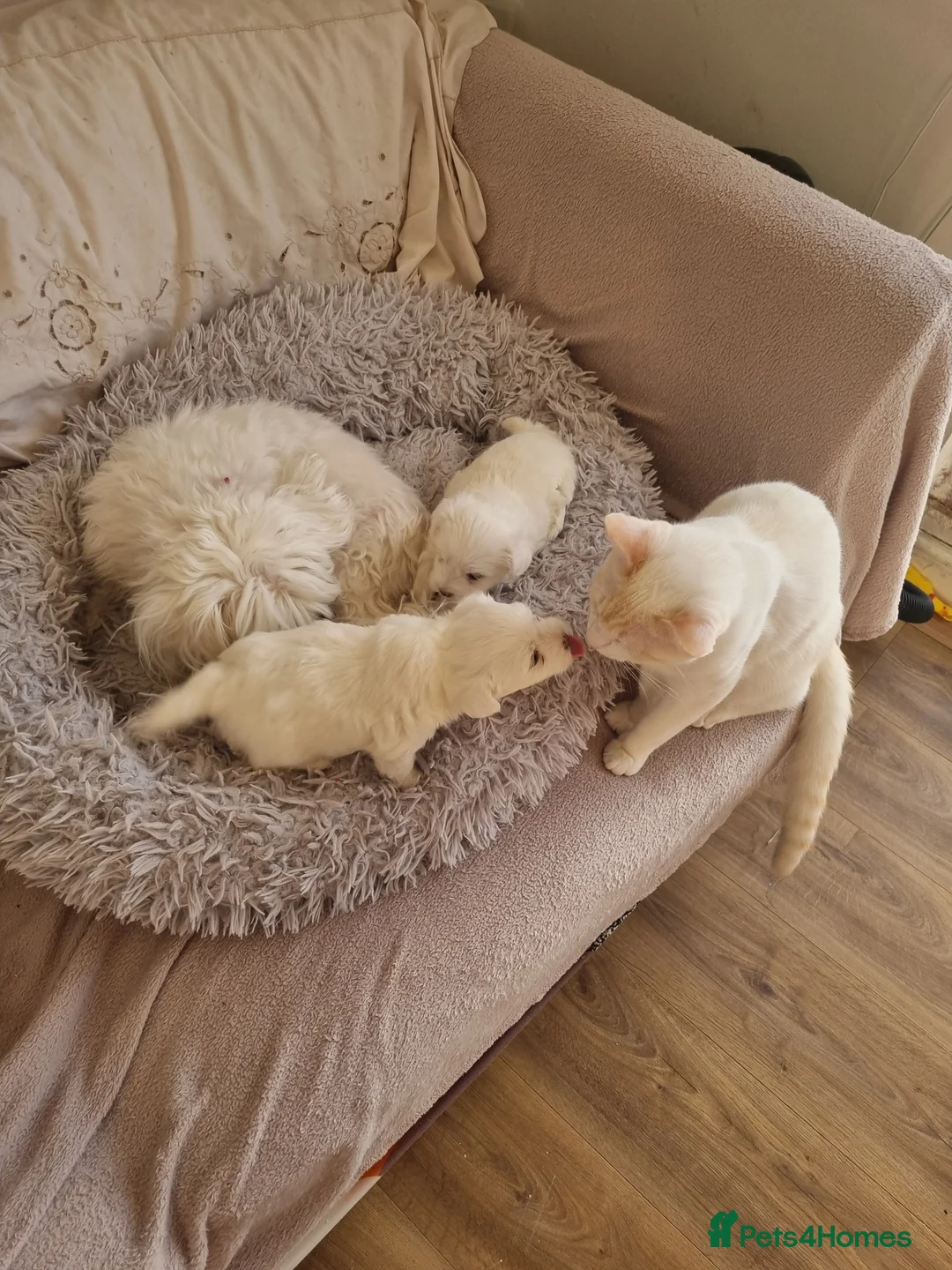 Maltese dogs for sale: Maltese puppies  - Advert 8