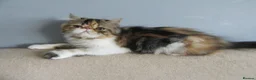 Persian cats for sale: Fantastic Female Persian kitten ready now - Advert 11