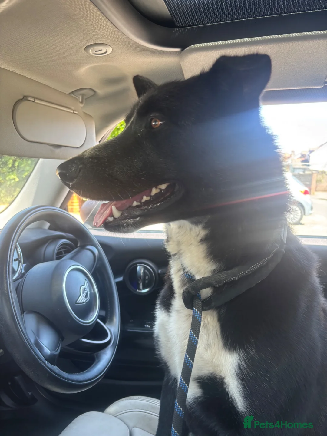 Mixed Breed dogs for sale: OZZY THE SYBERIAN HUSKY x MALINOIS  - Advert 3