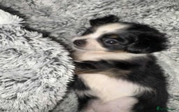 Mixed Breed dogs for sale: Mixed breed puppies for sale - Image 12