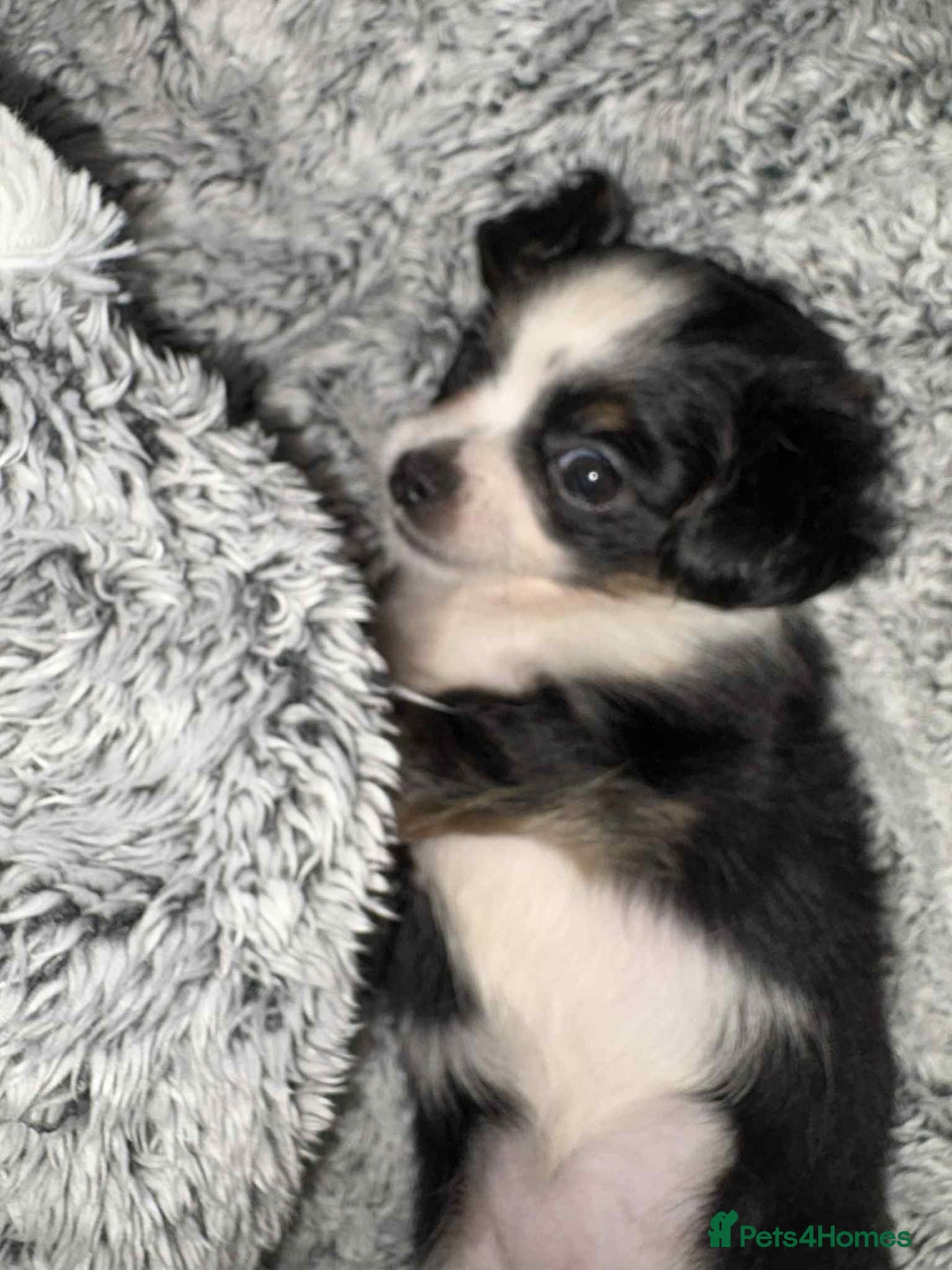 Mixed Breed dogs for sale: Mixed breed puppies for sale - Image 12