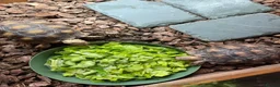 Tortoise reptiles for sale: Sulcata tortoise x2 with full set up - Advert 5