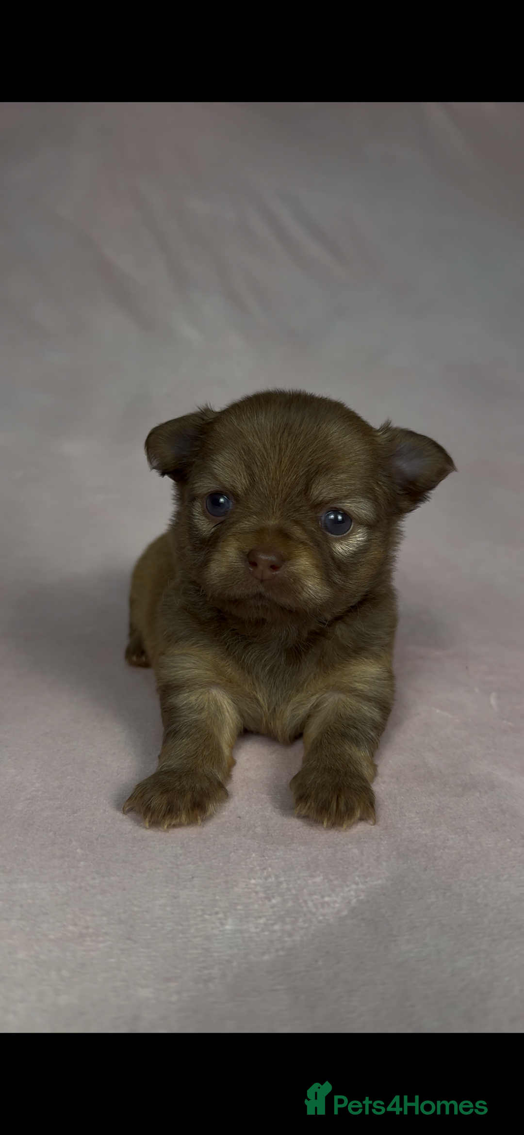 Chihuahua dogs for sale: Chihuahua puppies available on  ** s  - Advert 14
