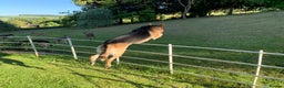German Shepherd dogs for stud: Spectacular GSD wolfdog *for Stud only* in Dursley - Advert 29