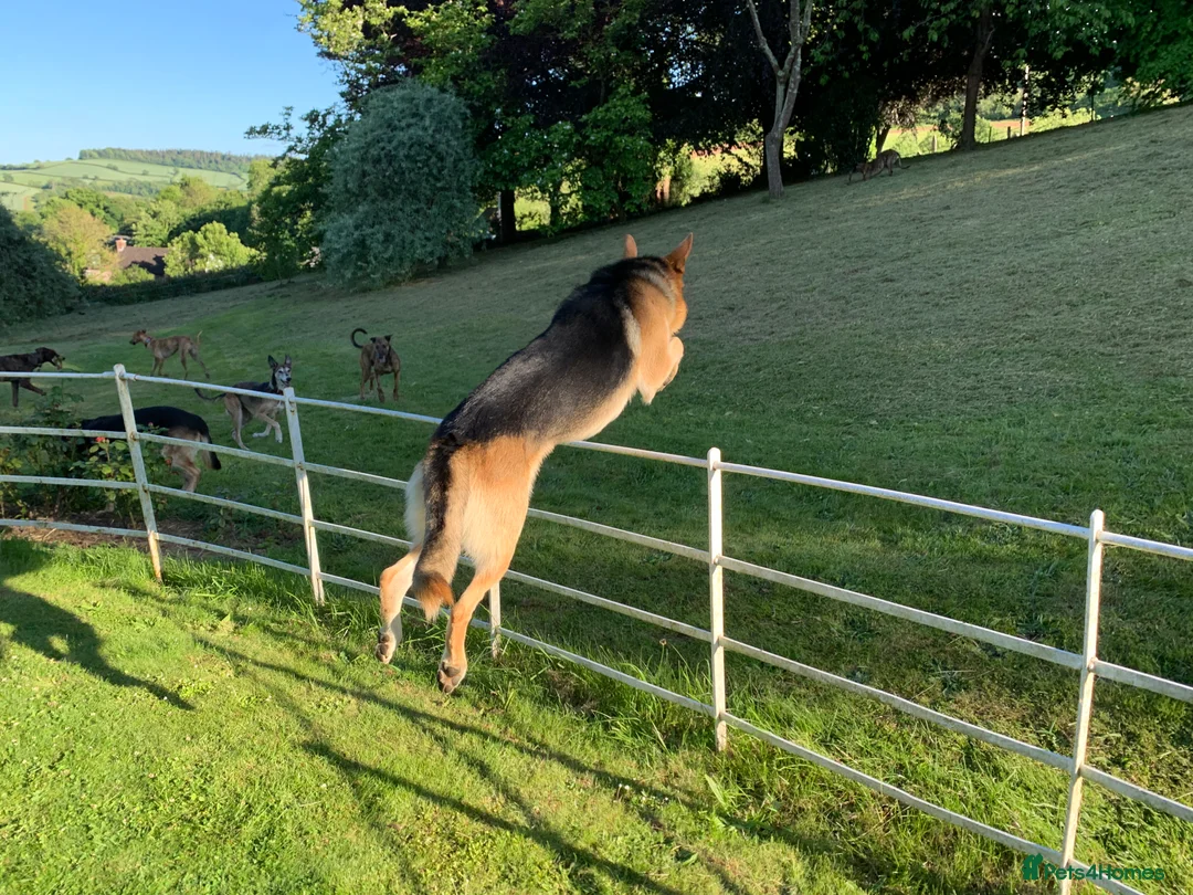 German Shepherd dogs for stud: Spectacular GSD wolfdog *for Stud only* in Dursley - Advert 29