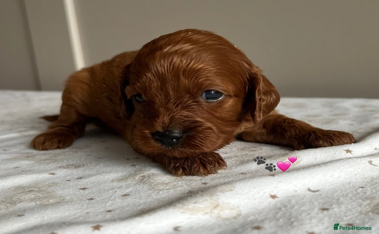 Cavapoo dogs - Advert 1