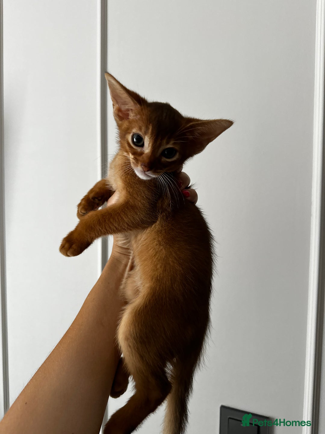 Abyssinian cats for sale: Last 3 kittens left ♥️💙 - Image 21