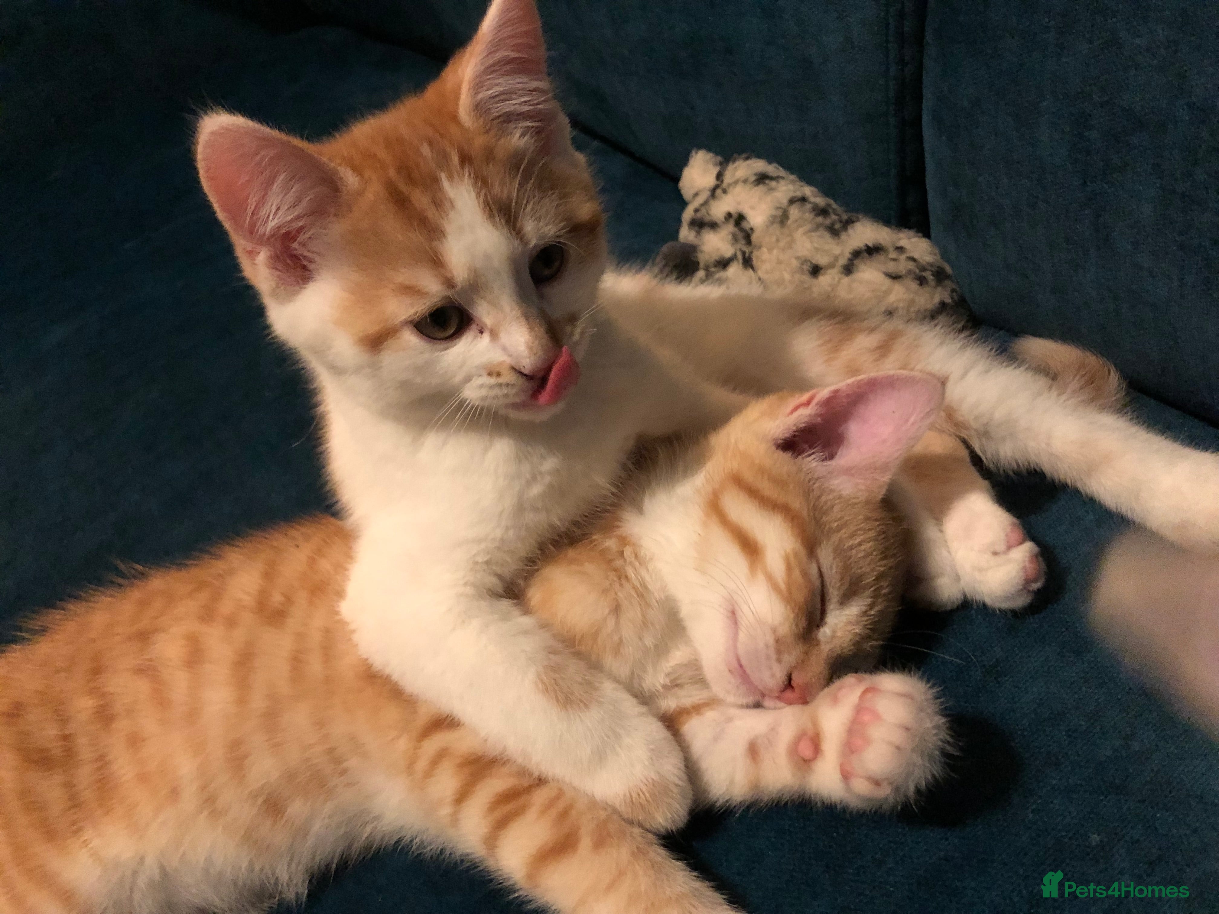 Mixed Breed cats 3 darling kittens looking for new homes - Advert 2