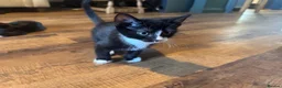 Domestic Shorthair cats for sale: X4 male kittens - Advert 9