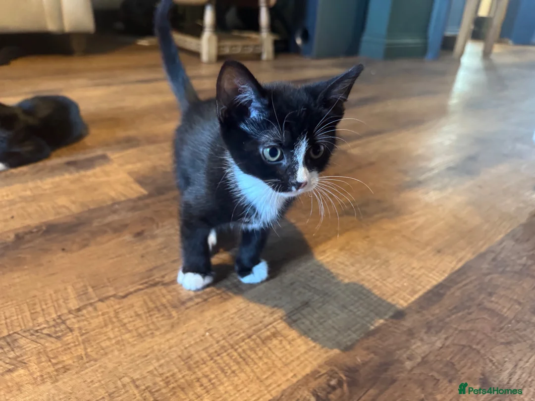 Domestic Shorthair cats for sale: X4 male kittens - Advert 9